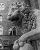 66-florence-lion